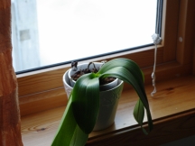 Blir det noe liv i denne igjen mon tro?