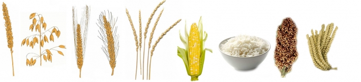 Hvete, havre, bygg, rug, spelt, mais, ris, durra og hirse