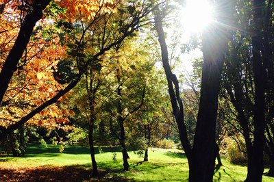 Universitetets botaniske hage