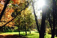 Universitetets botaniske hage