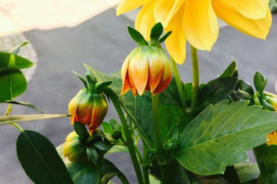 En av de gule blomstene.