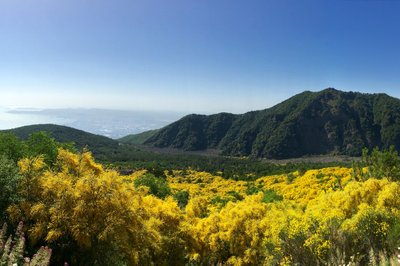 Et godt stykke opp mot toppen, men noen karakteristiske gule trær.