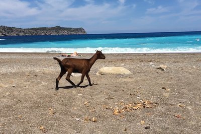 Platja des Coll Baix. Med masse geiter