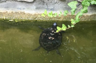 Japansk hage på Margaretøya