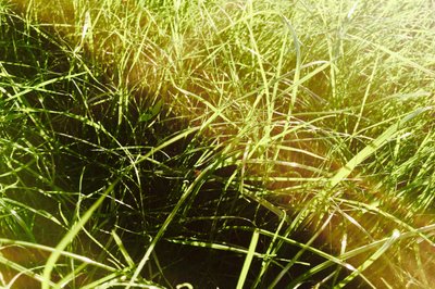 Stilig bilde av gresset i solnedgangen