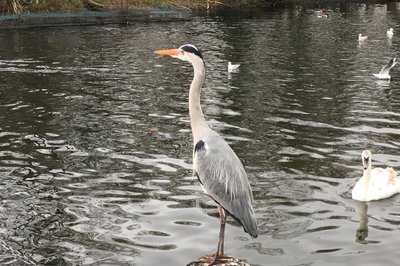 I Hyde park