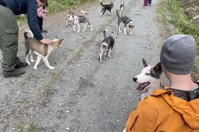 Jotunheimen Husky Logde.