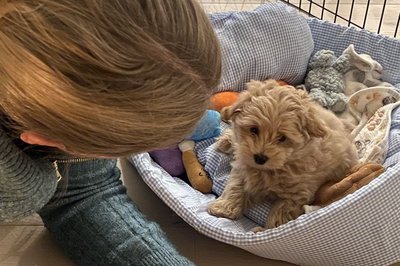 Første dagen med Benii hjemme