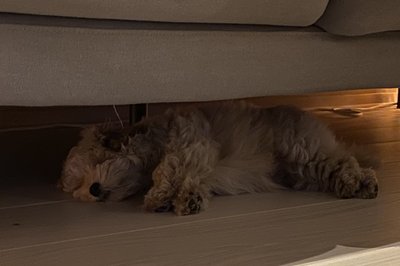 Benii sover under sofaen