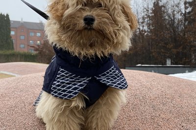 Benii på tur. Fremdeles ikke klippet, og begynner virkelig å bli langhåret