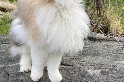 På rebus-bingo i Kristiansand møtte vi denne flotte katten