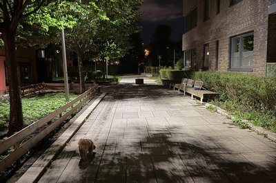 Det blir stadig mørkere på natt-turen med Benii